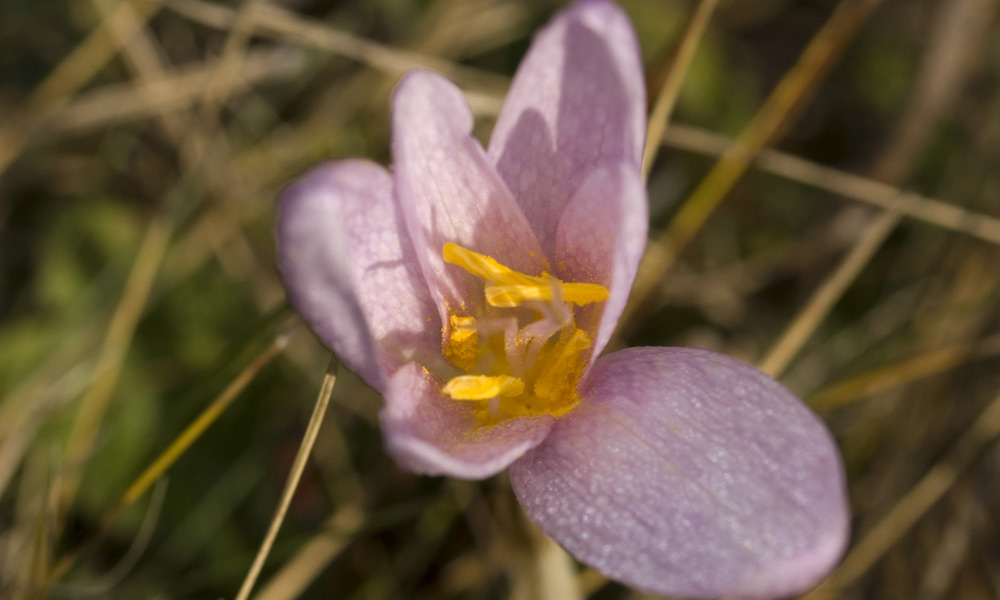 Crocus e Colchicum.